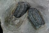 Two Austerops Trilobites With Harpid Headshield - Jorf, Morocco #127736-6
